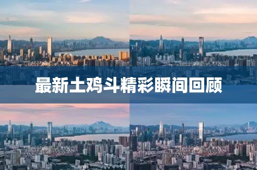 最新土雞斗精彩瞬間回顧
