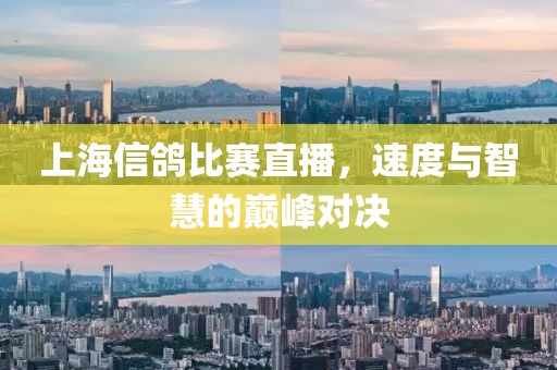 上海信鴿比賽直播，速度與智慧的巔峰對決