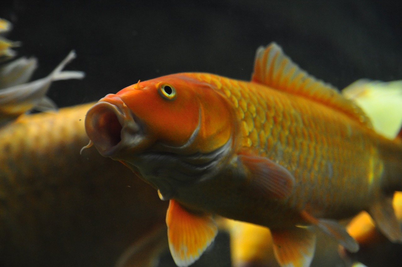 彩蝶魚(yú)缸新款上市，重塑家居水族體驗(yàn)的藝術(shù)杰作