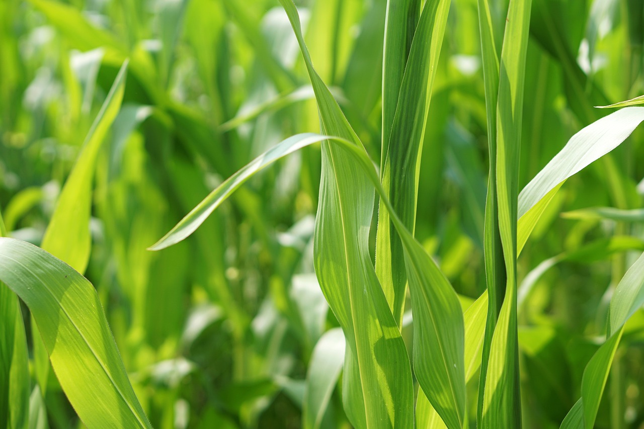 茜草價(jià)格走勢(shì)分析，市場(chǎng)趨勢(shì)、影響因素與未來(lái)展望