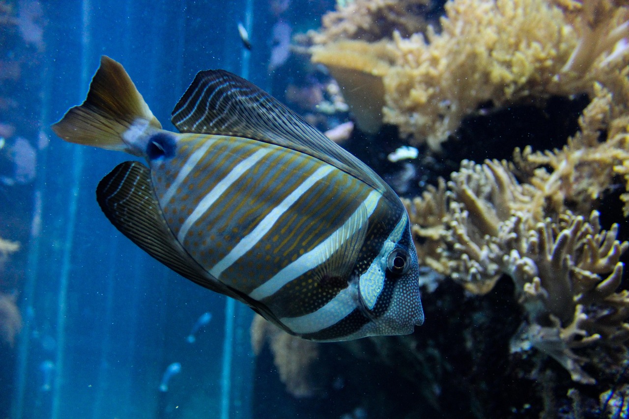 魚寶圖片及價(jià)格查詢，探索水族世界的魅力之旅
